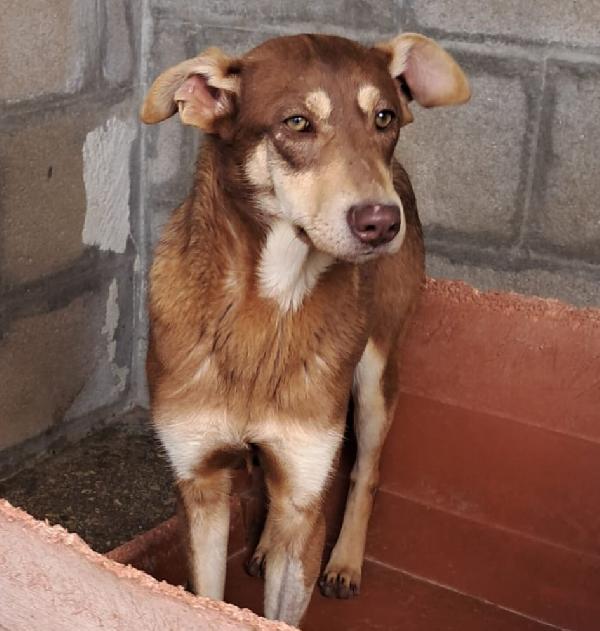 Nutella, cucciolo buonissimo Foto 4